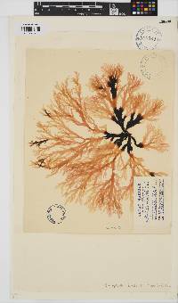 Callophyllis lambertii image