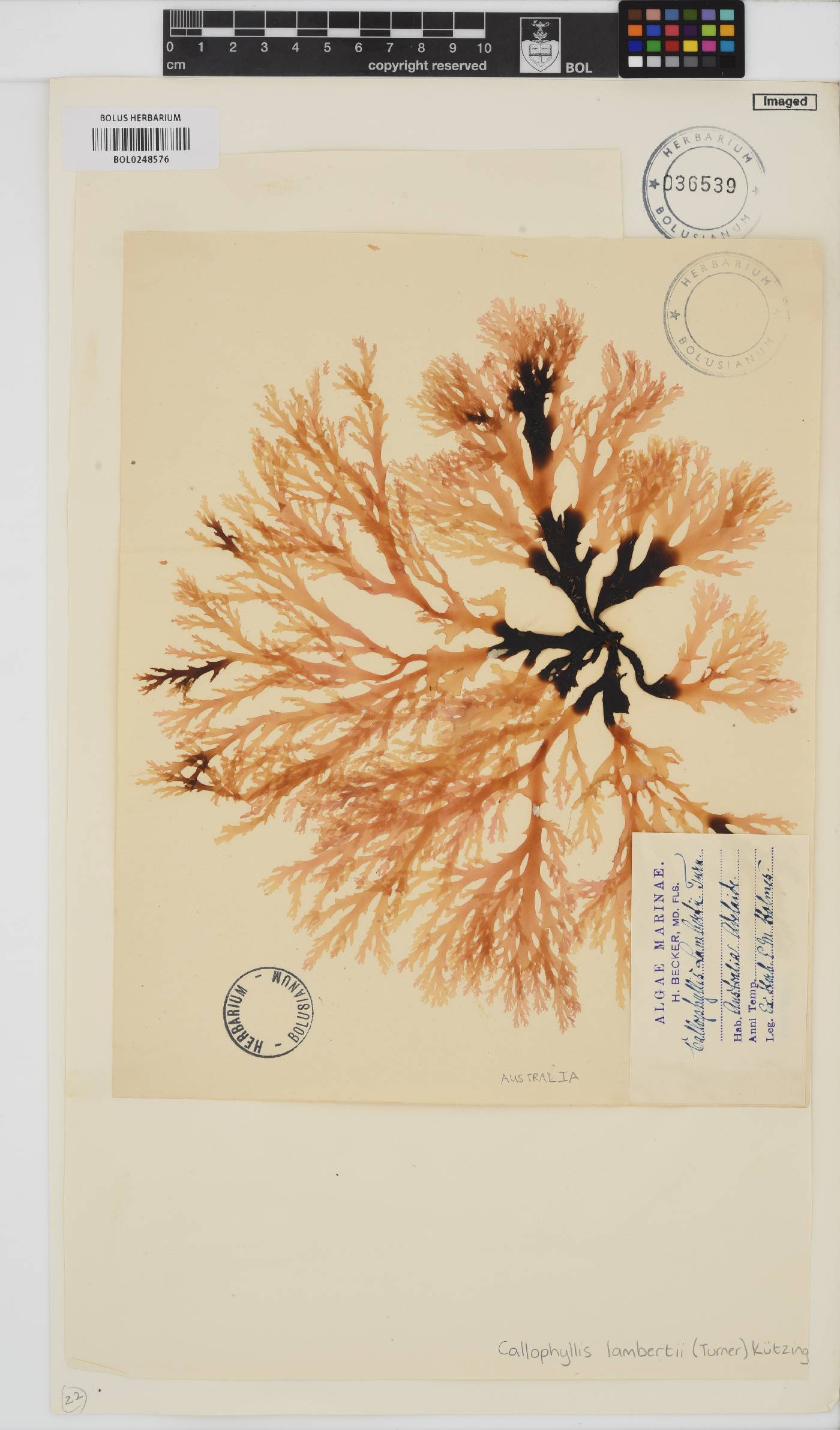Callophyllis lambertii image