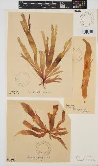 Image of Callophyllis pinnata