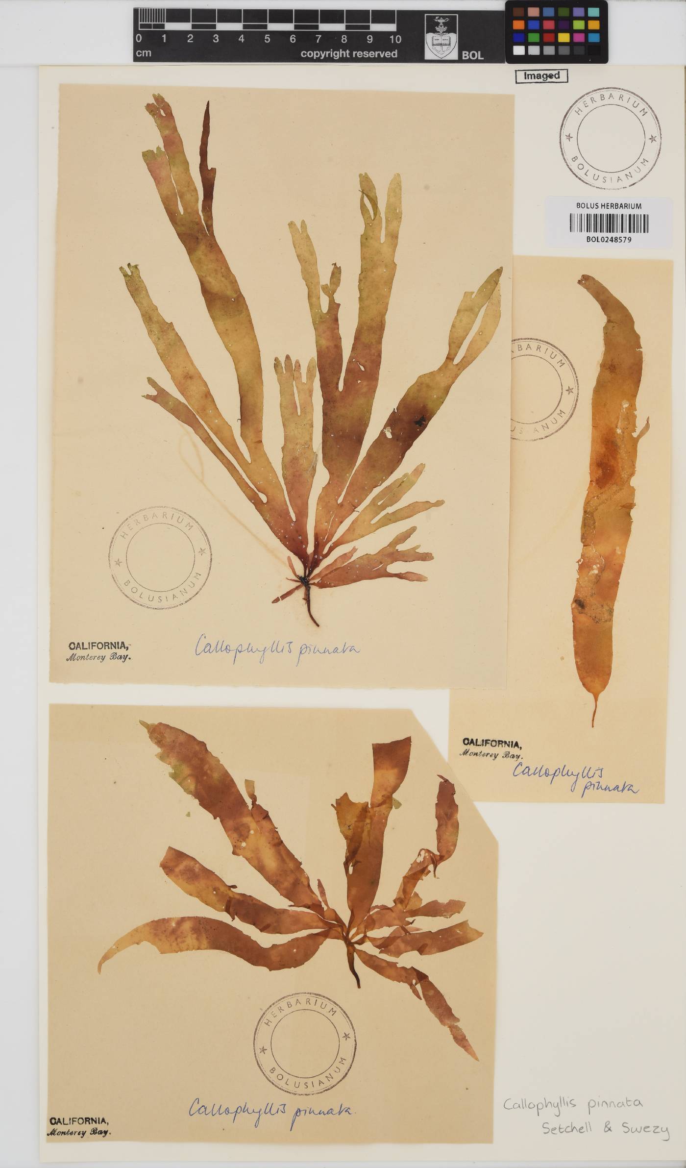 Callophyllis pinnata image