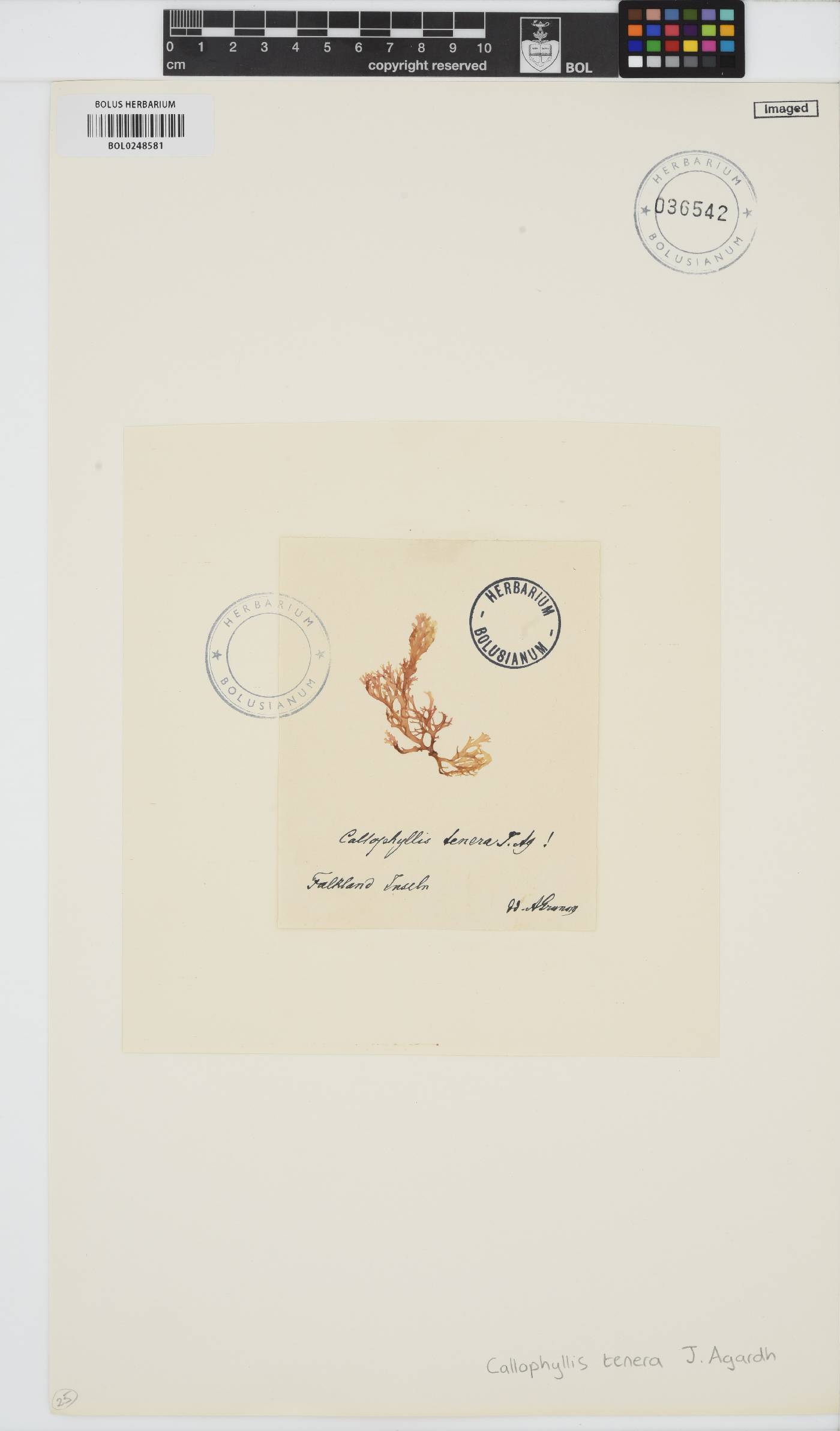Callophyllis image