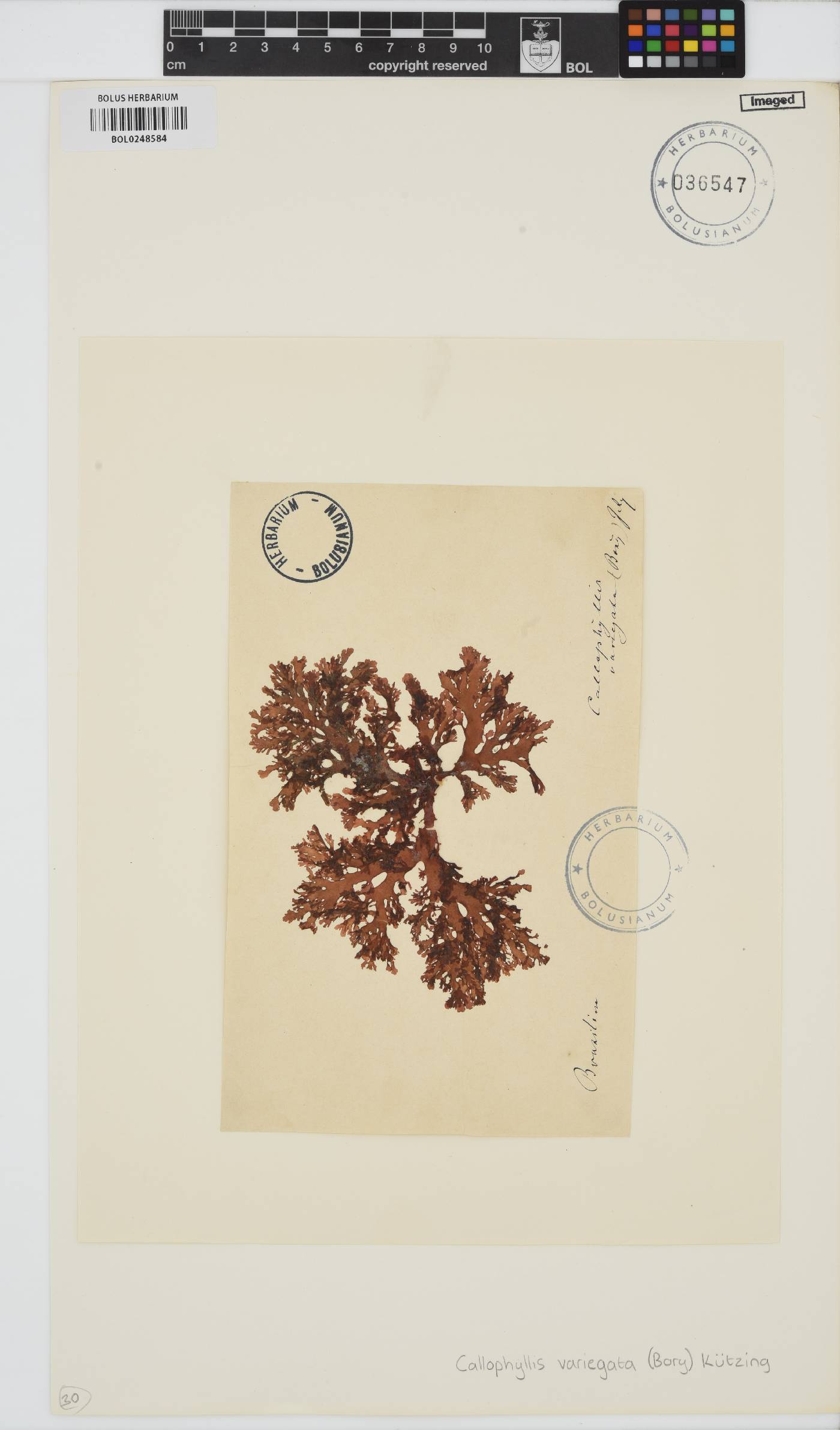 Callophyllis variegata image