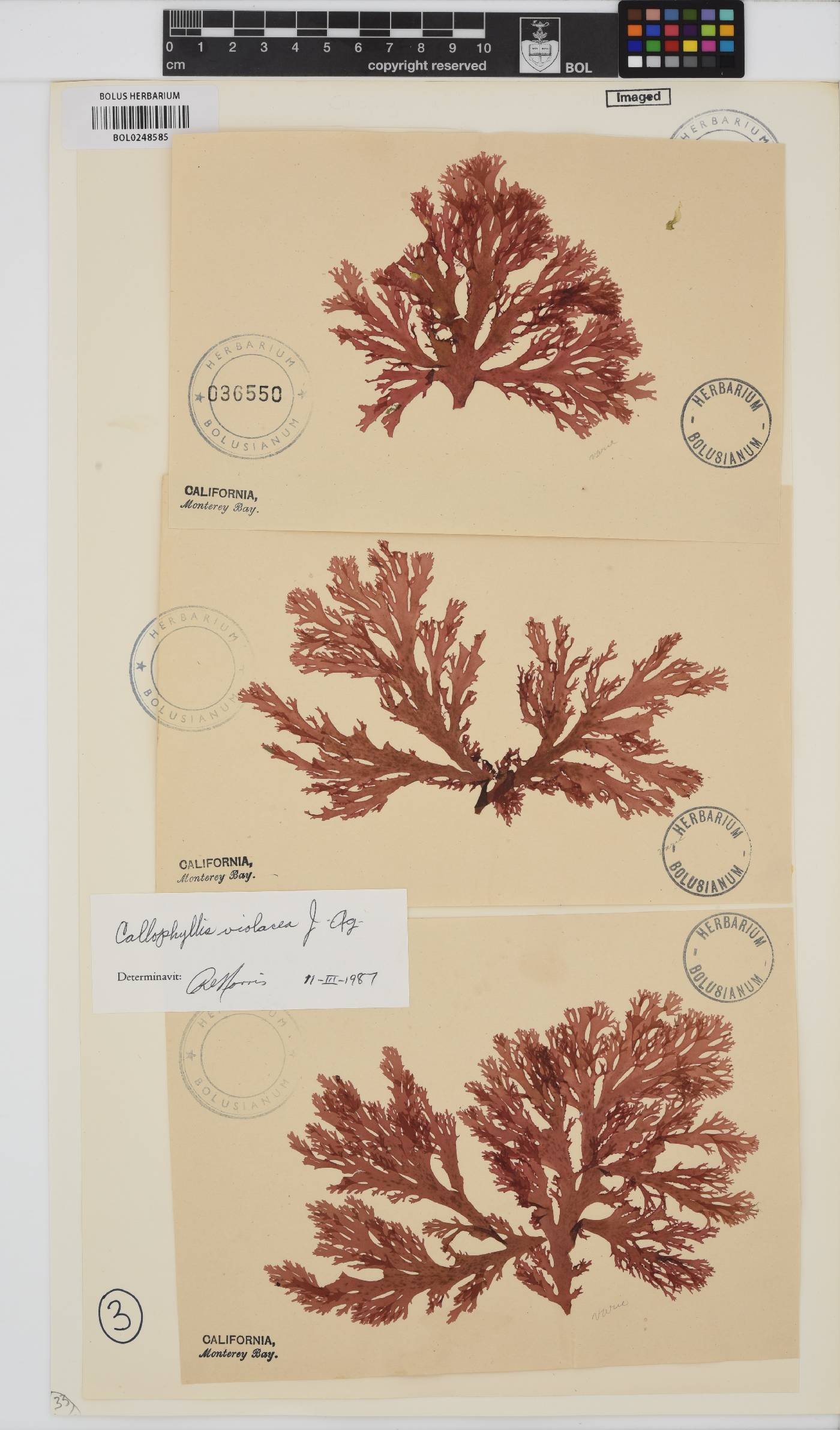 Callophyllis violacea image