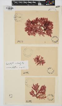 Callophyllis violacea image