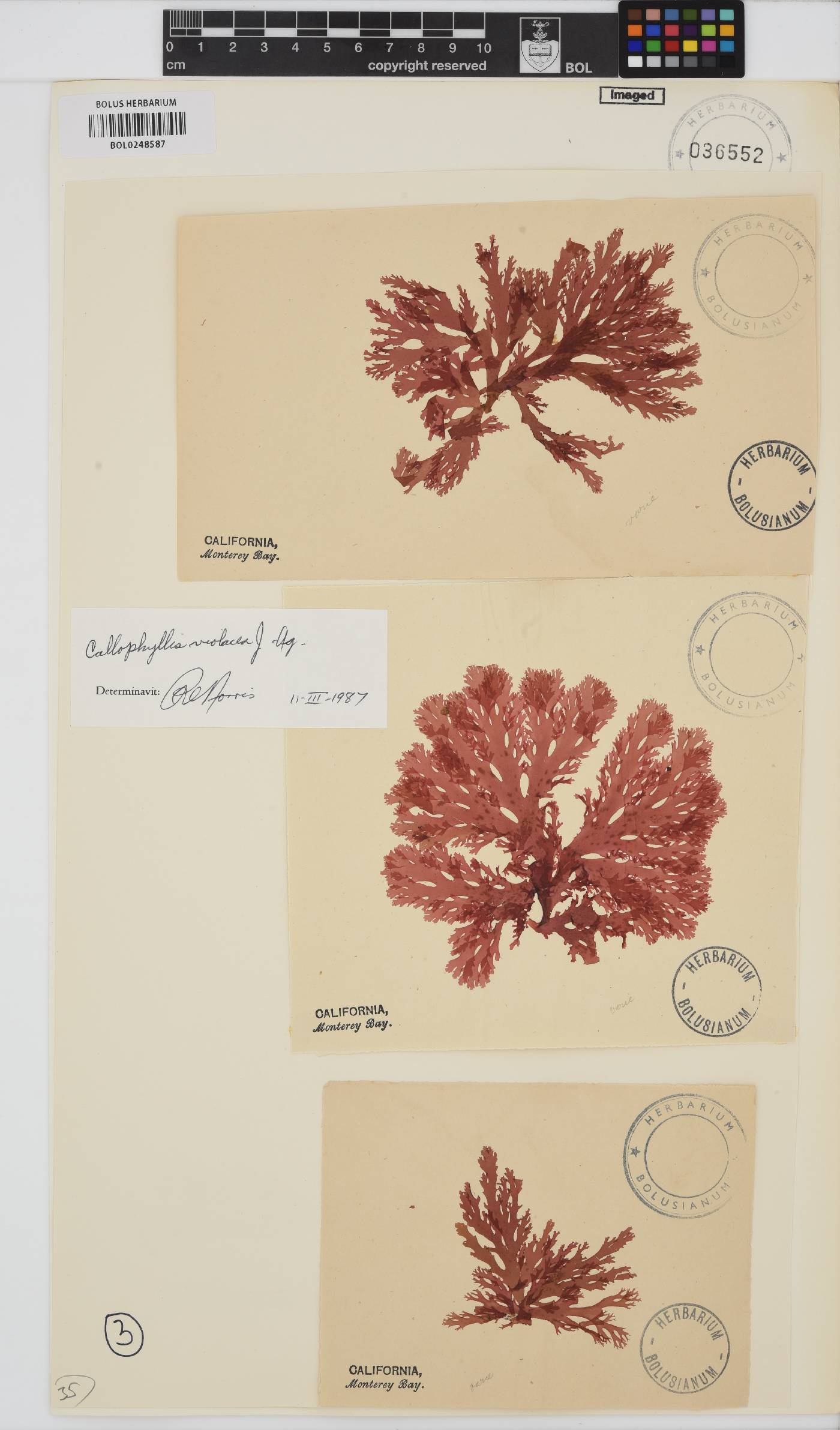 Callophyllis image