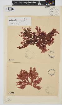 Callophyllis violacea image