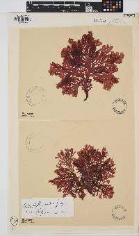 Callophyllis violacea image
