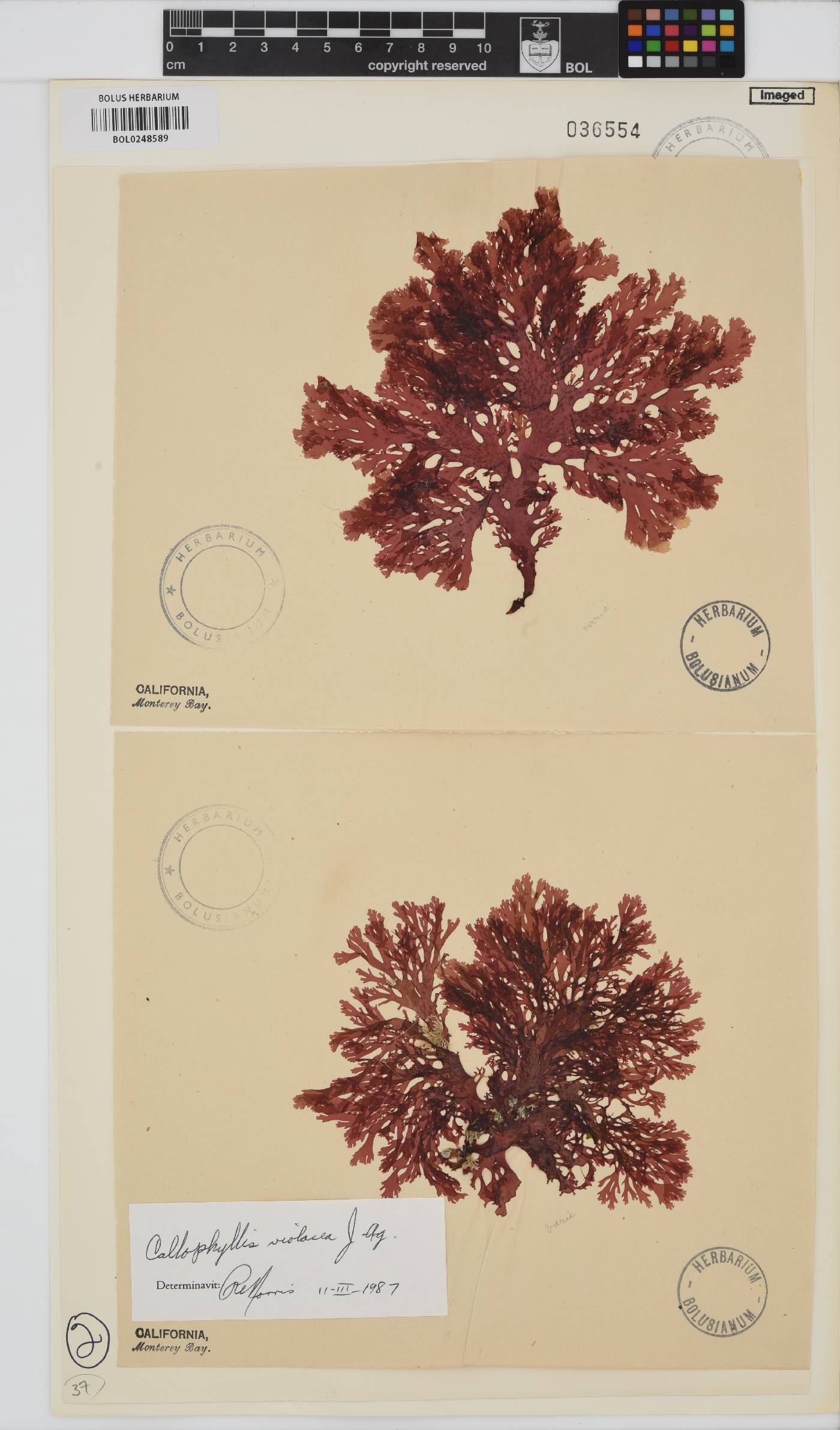 Callophyllis violacea image