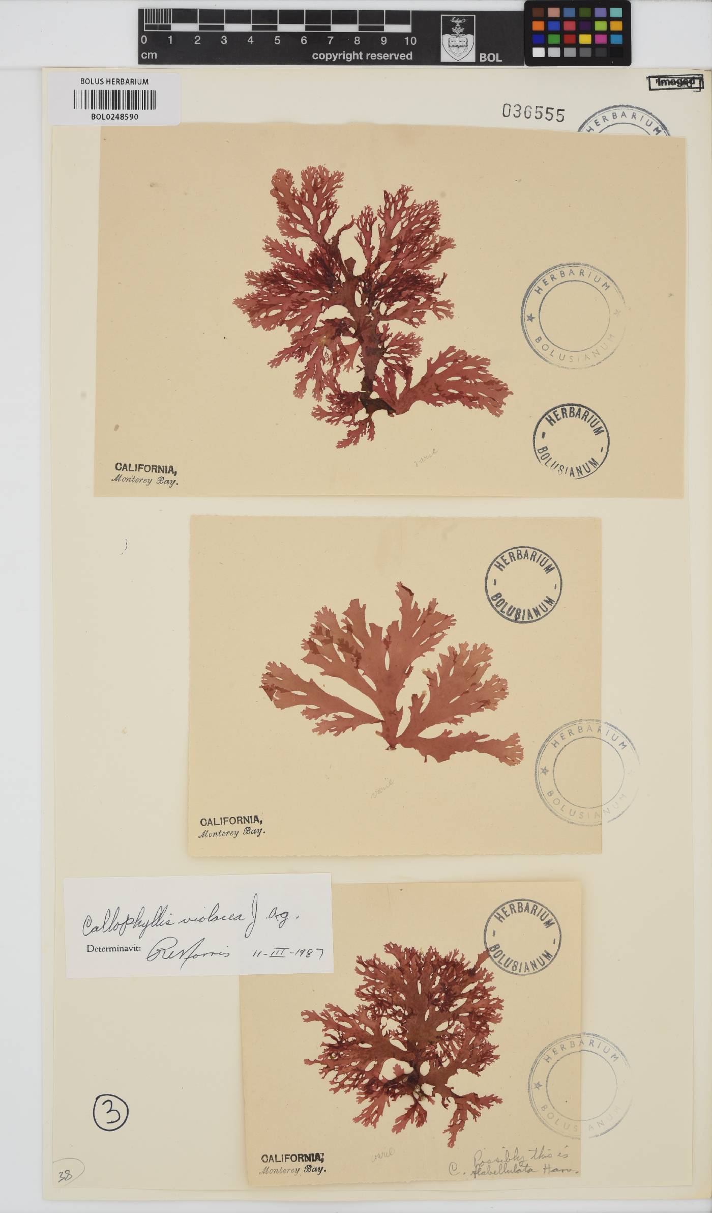 Callophyllis violacea image