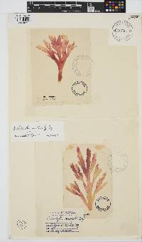 Callophyllis violacea image