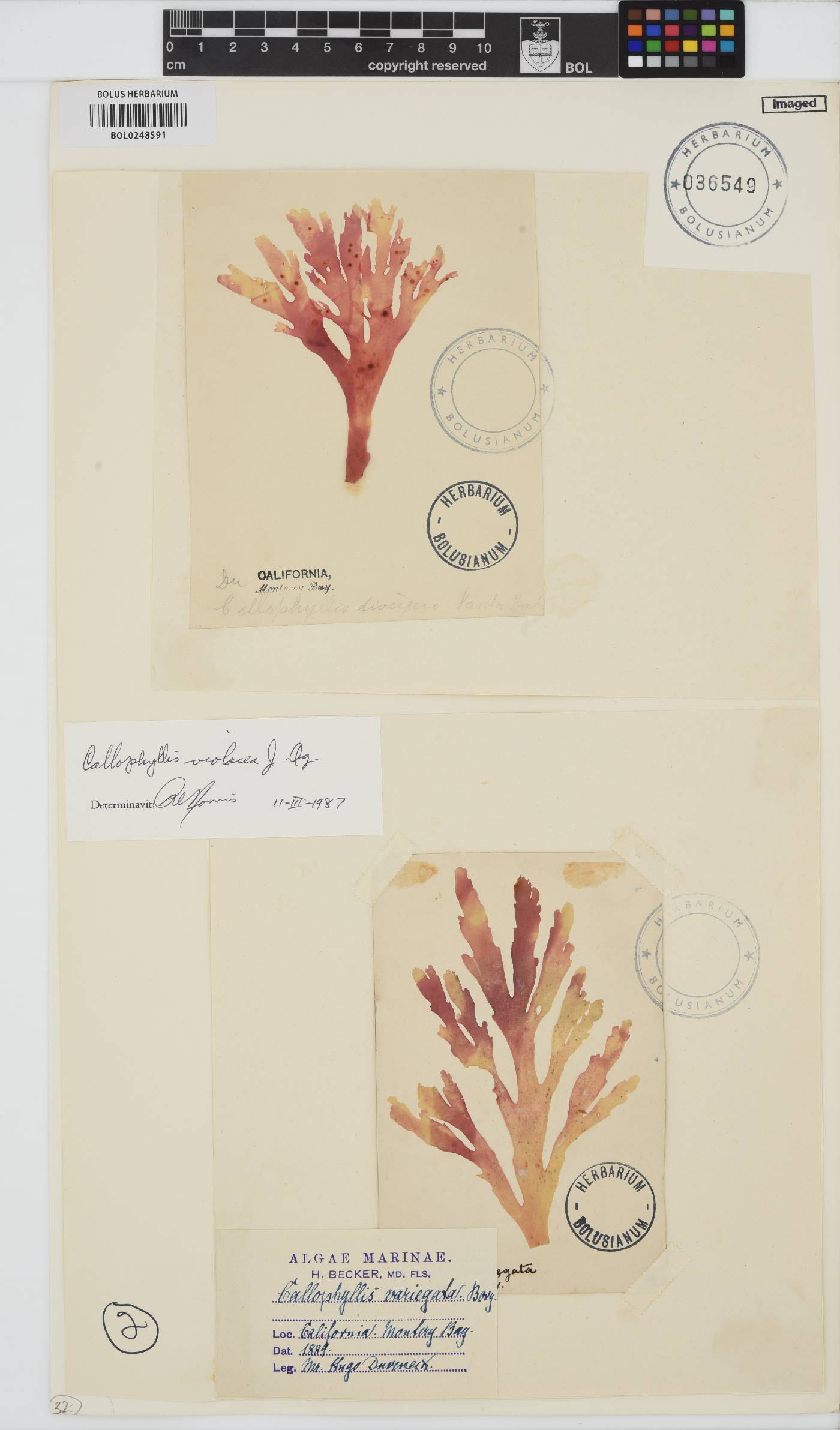Callophyllis violacea image