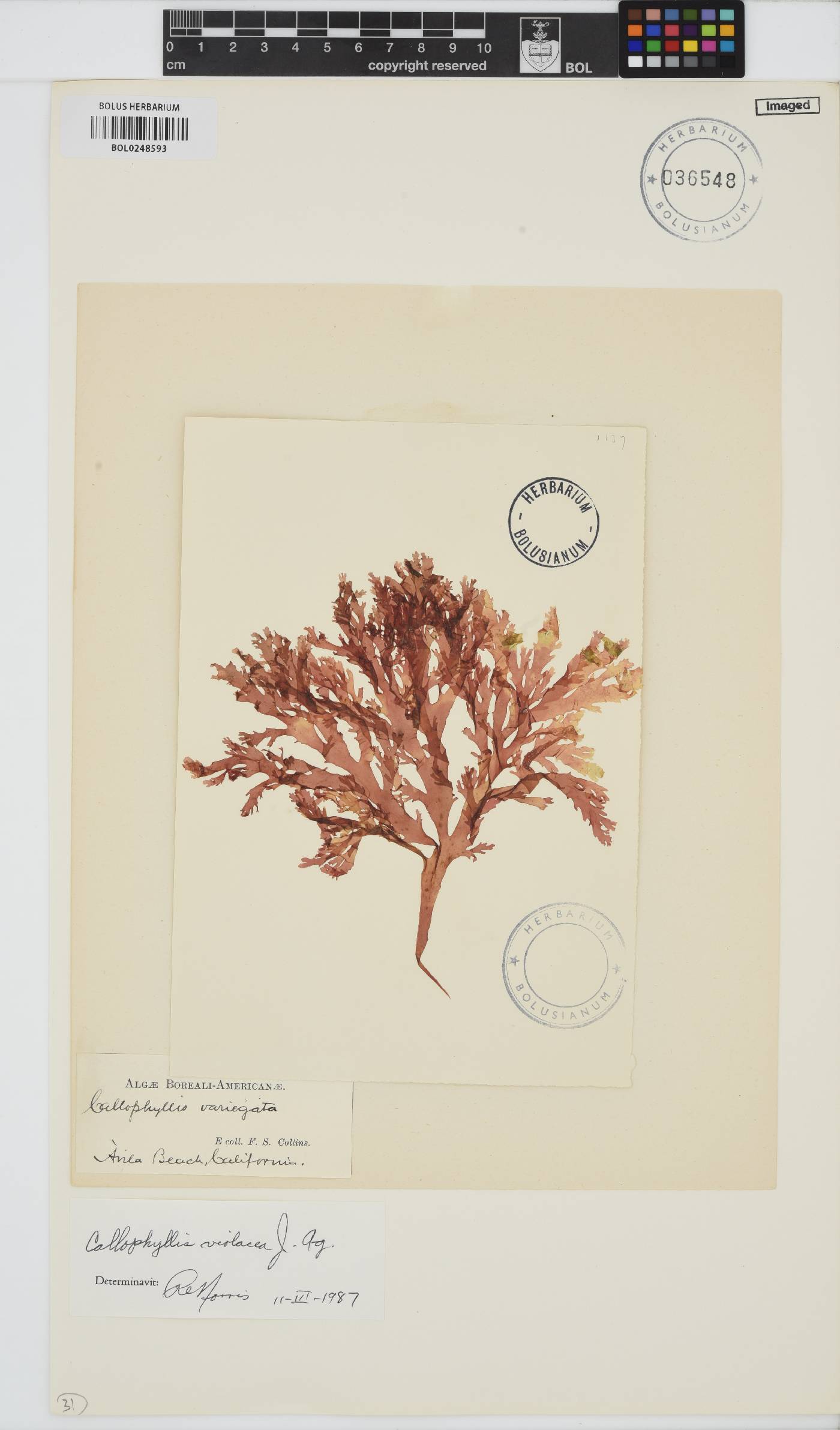 Callophyllis violacea image