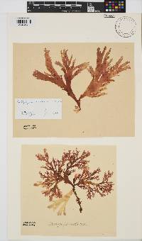 Callophyllis violacea image