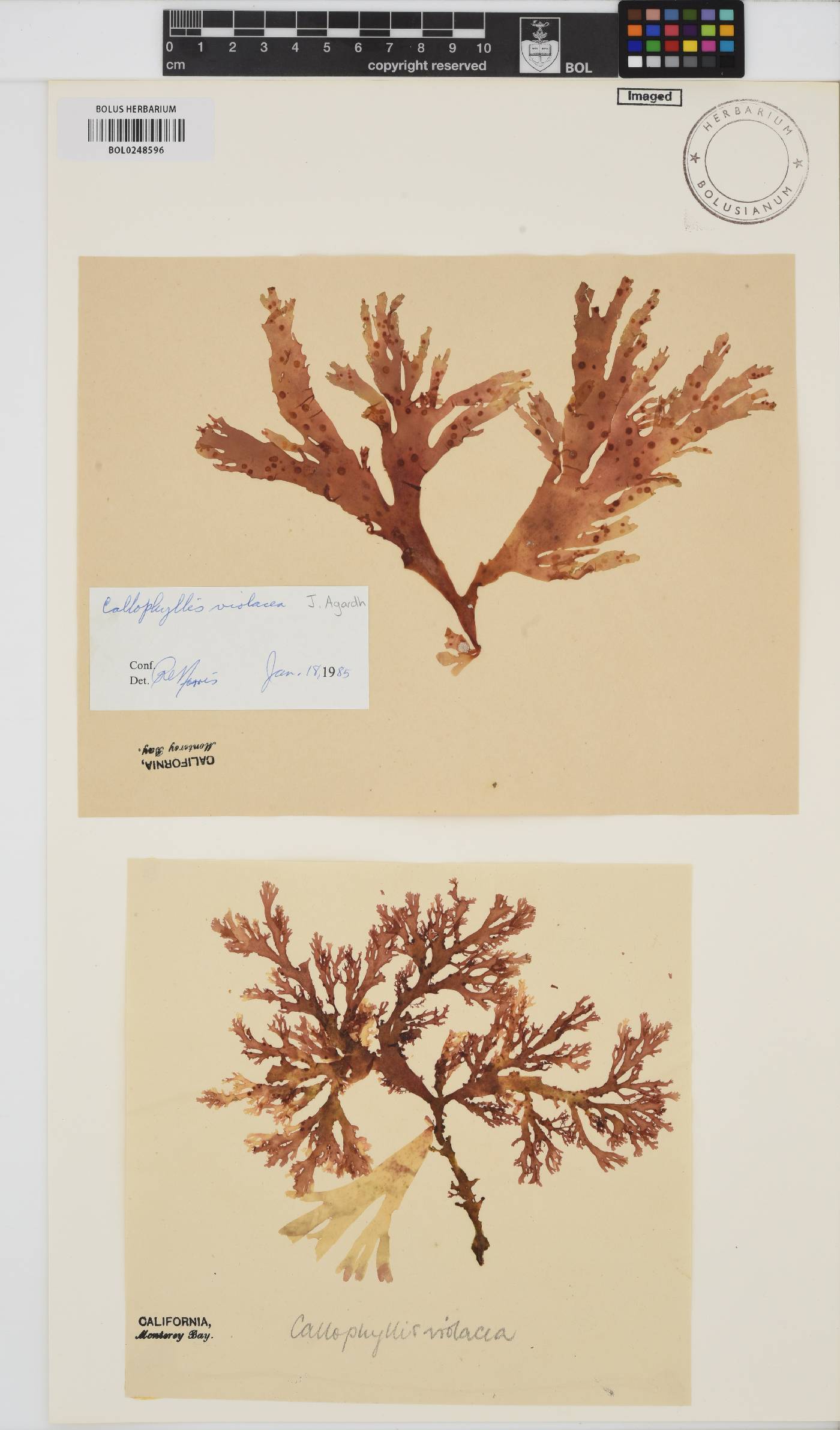 Callophyllis image