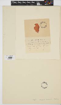 Image of Felicinia marginata