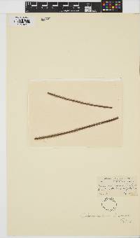 Image of Acrochaetium luxurians