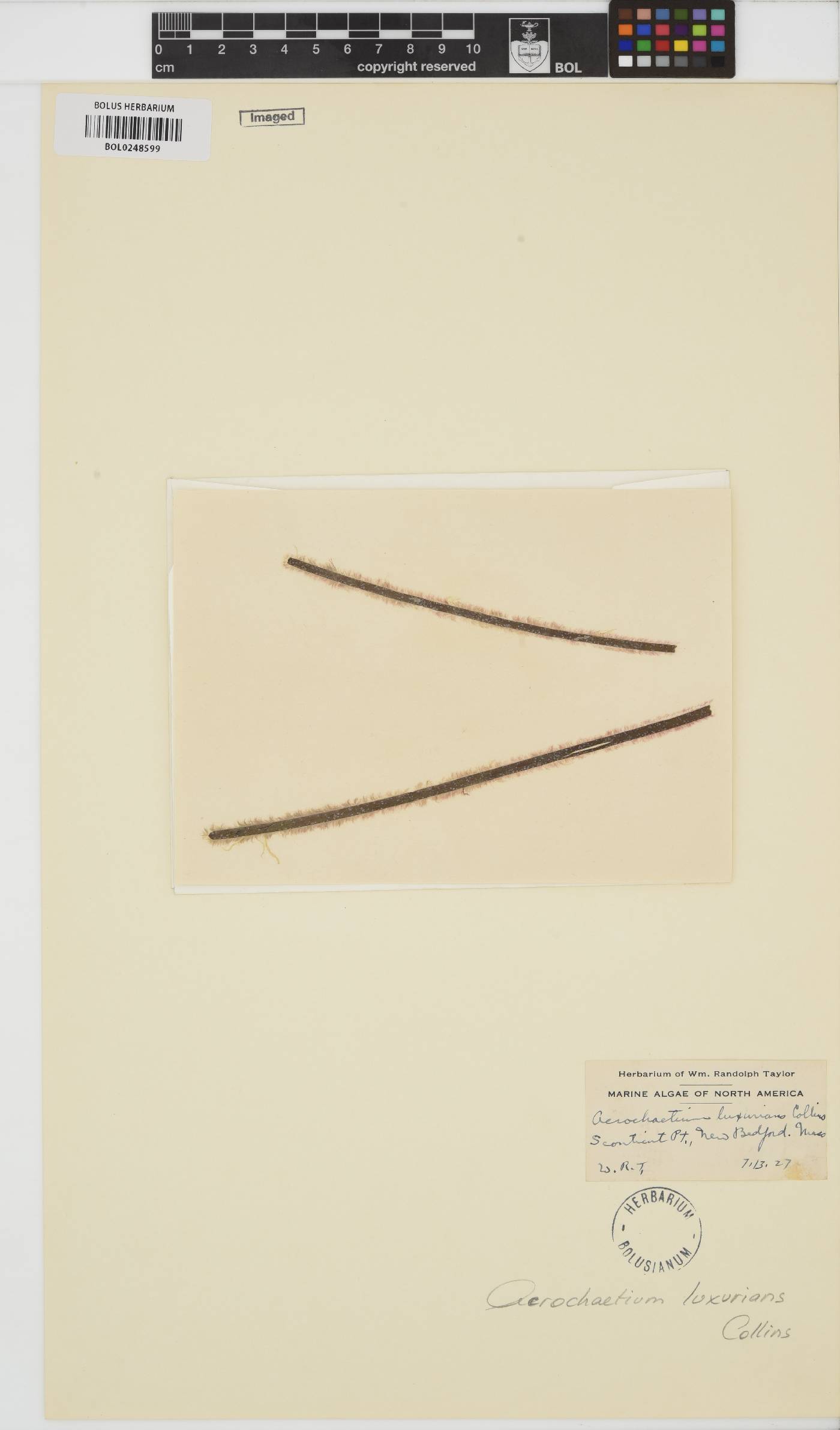 Acrochaetium luxurians image
