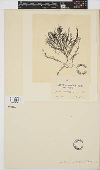 Agardhiella subulata image