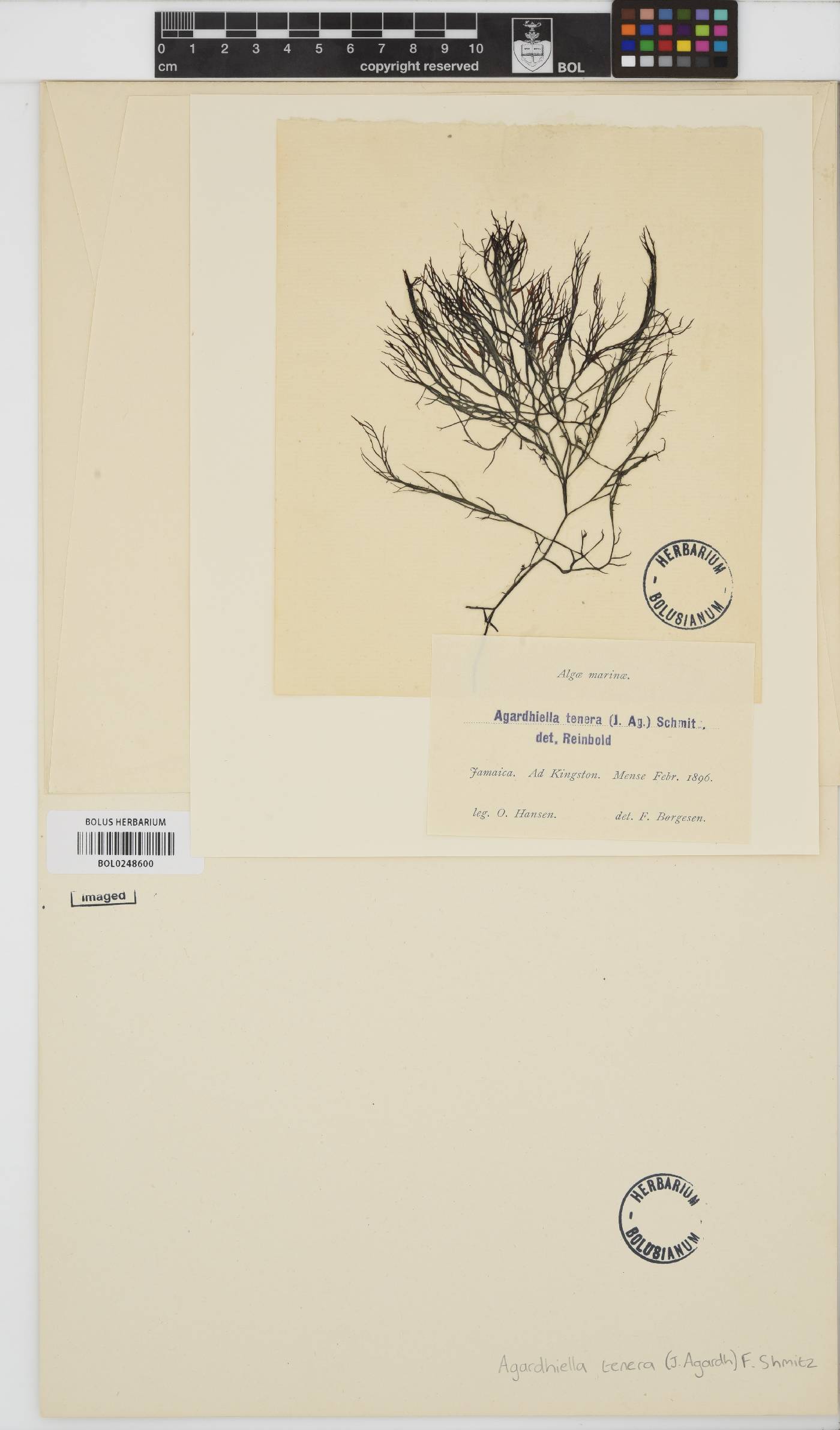 Agardhiella subulata image