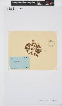 Amansia glomerata image