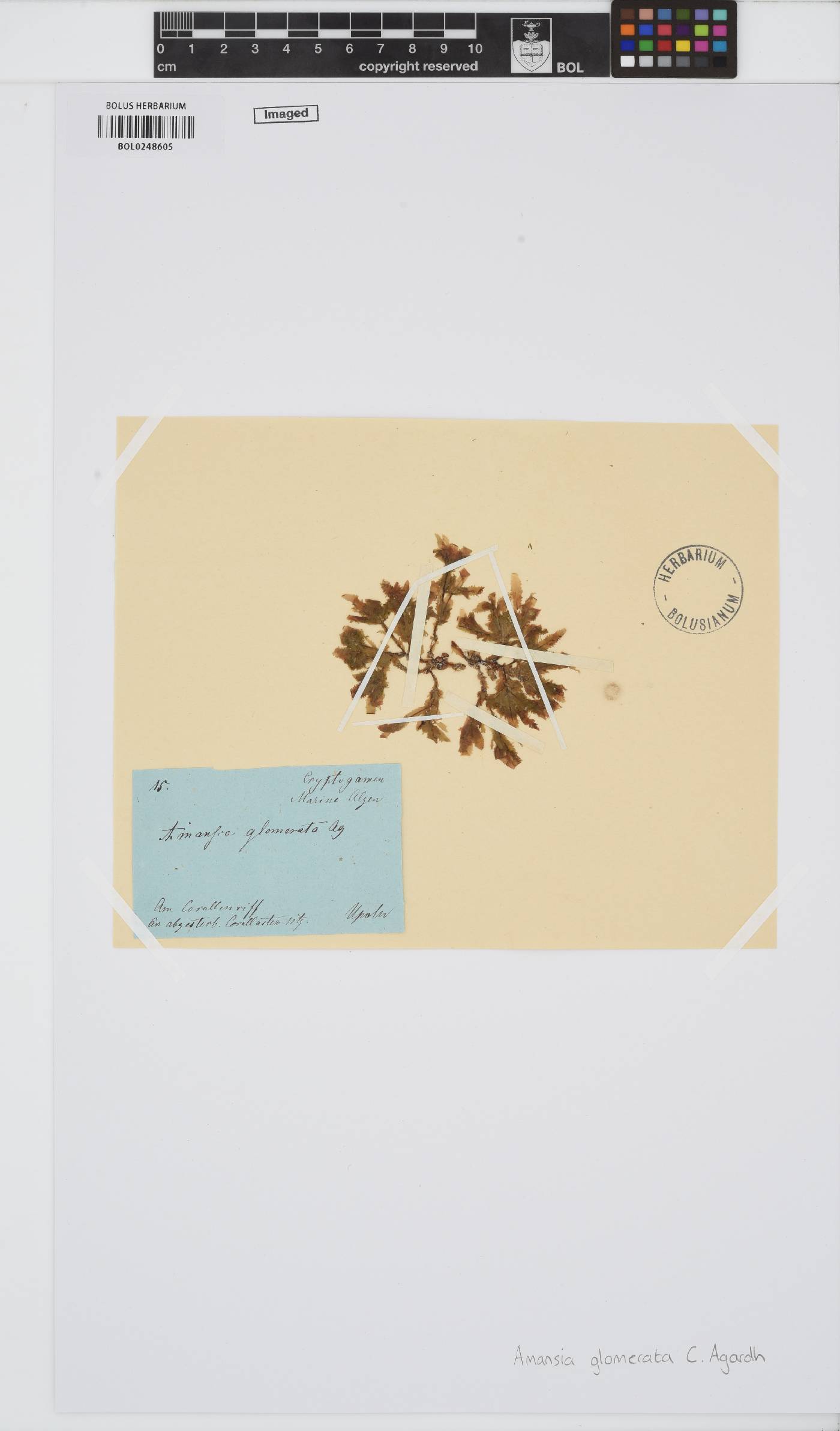 Amansia glomerata image