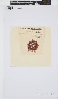 Amansia glomerata image