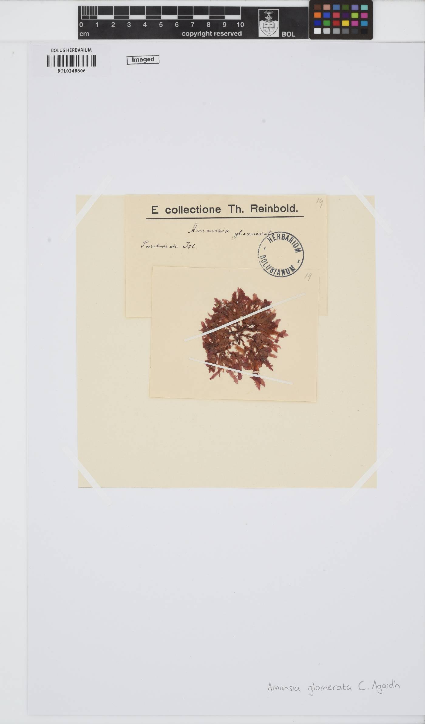 Amansia glomerata image
