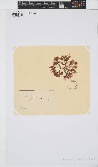 Amansia glomerata image