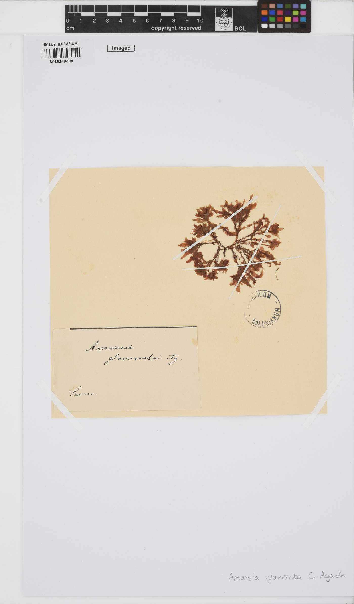 Amansia image