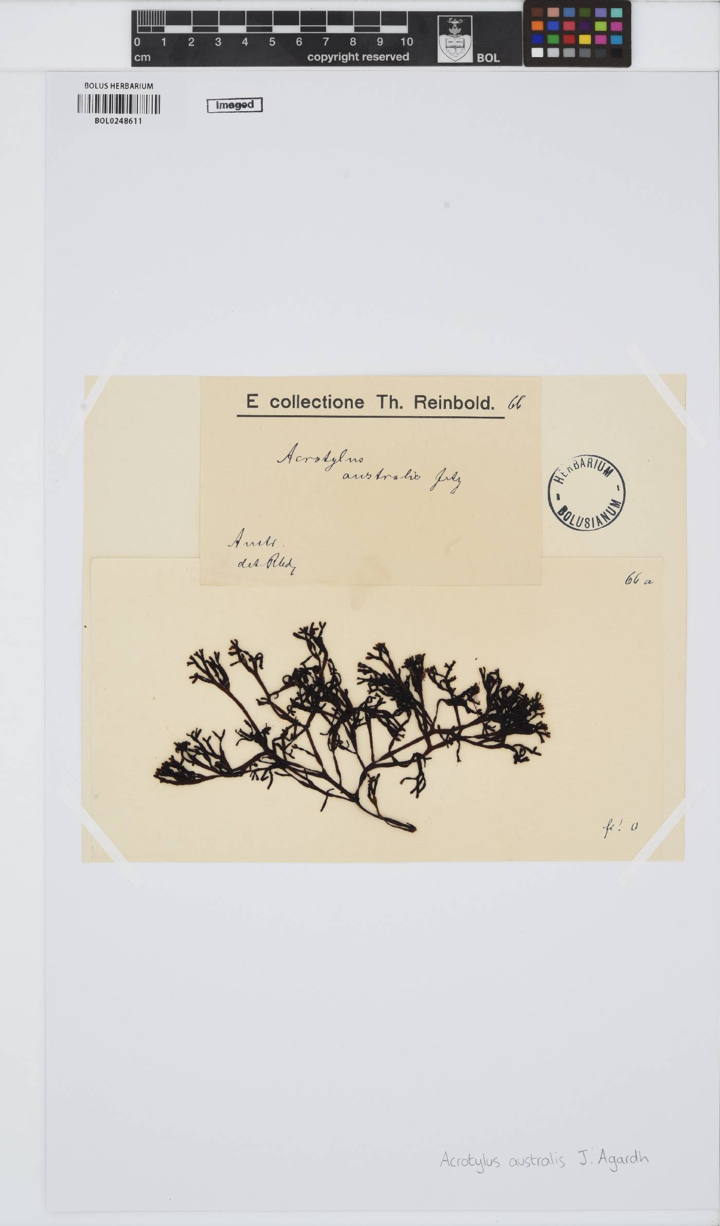 Acrotylaceae image