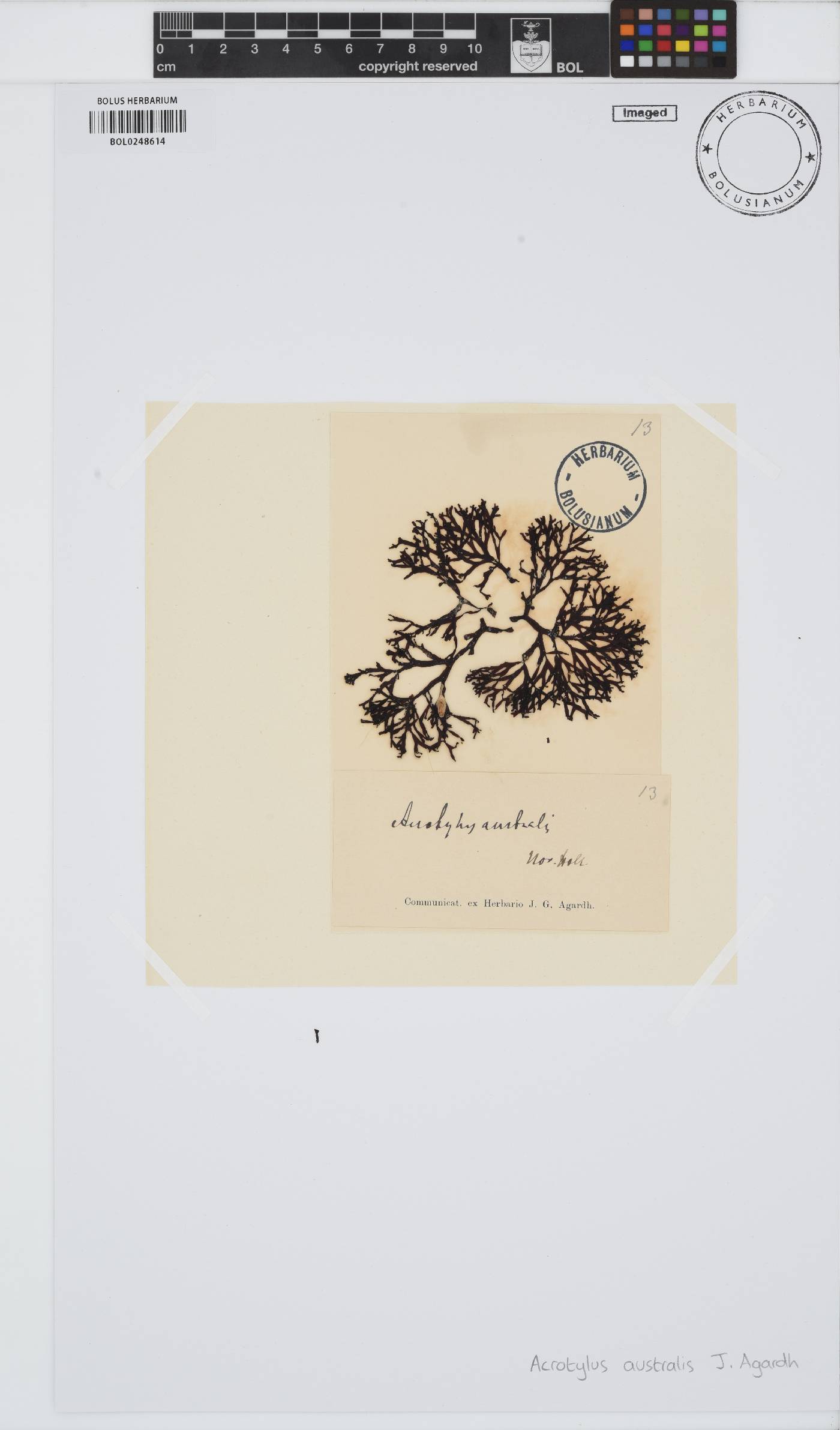 Acrotylaceae image