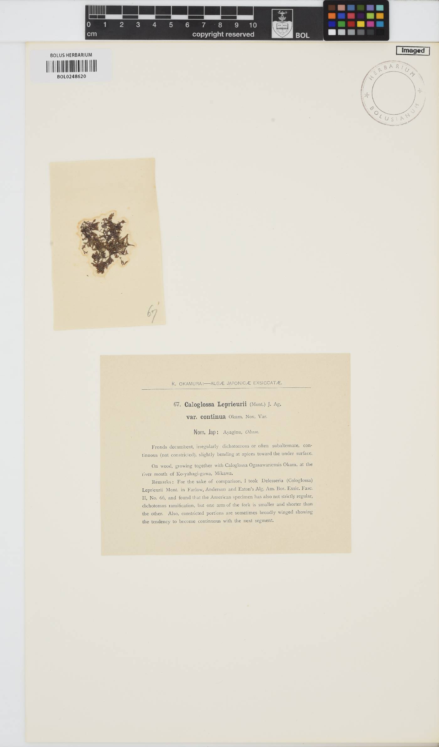 Caloglossa continua image