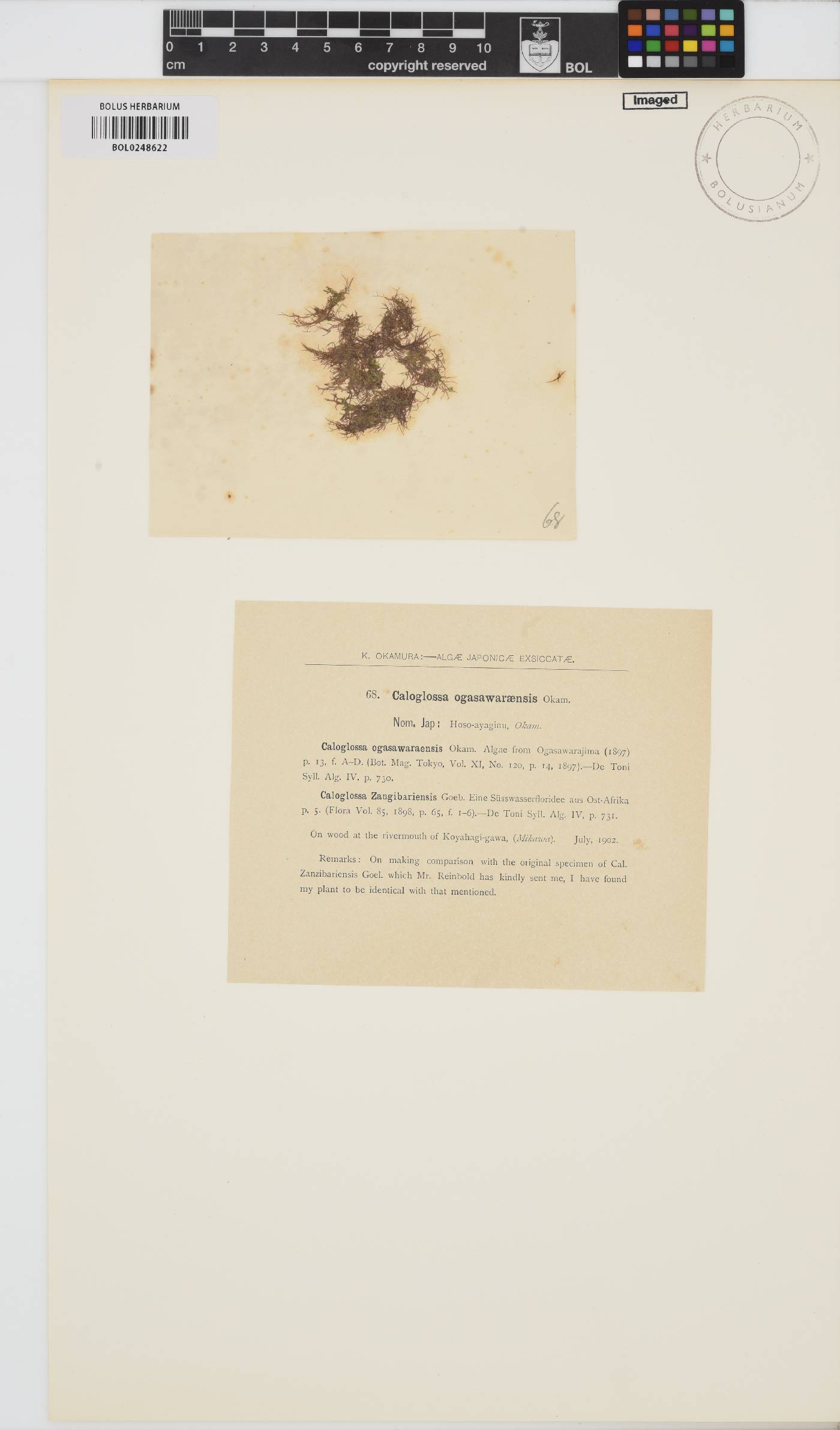Caloglossa ogasawaraensis image
