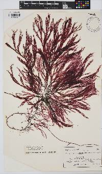 Image of Campylaephora crassa