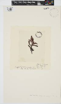 Image of Carpoblepharis ceylanica