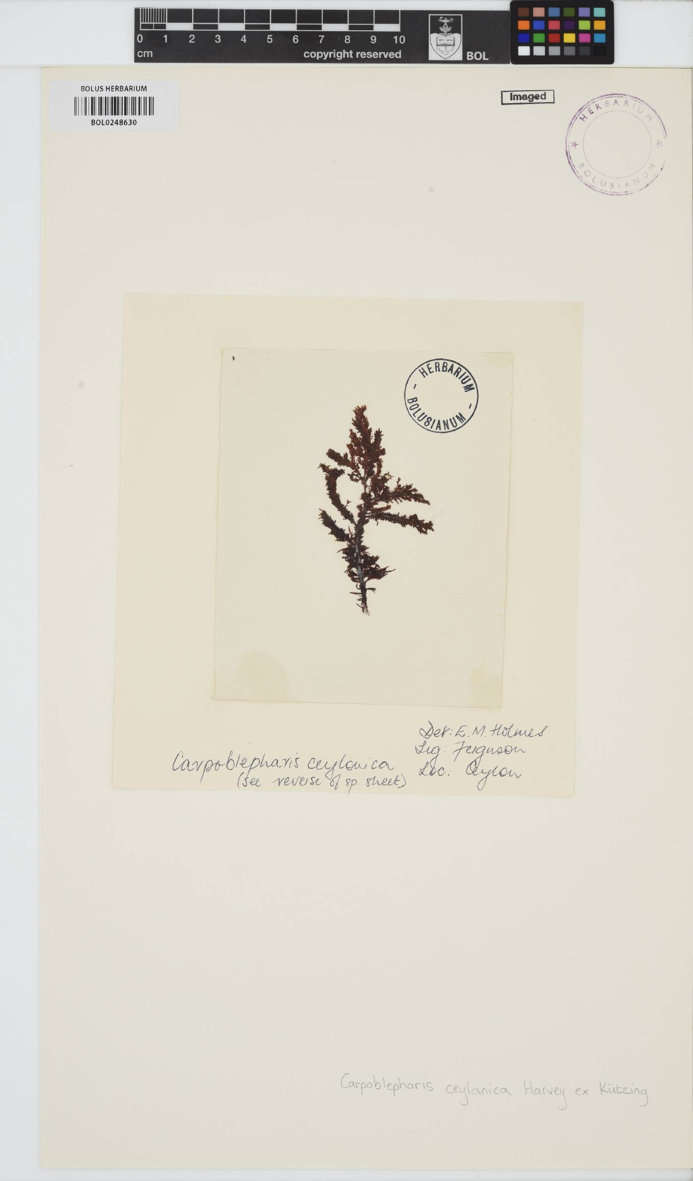 Carpoblepharis ceylanica image