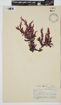 Carpoblepharis flaccida image