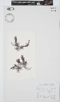 Carpoblepharis minima image