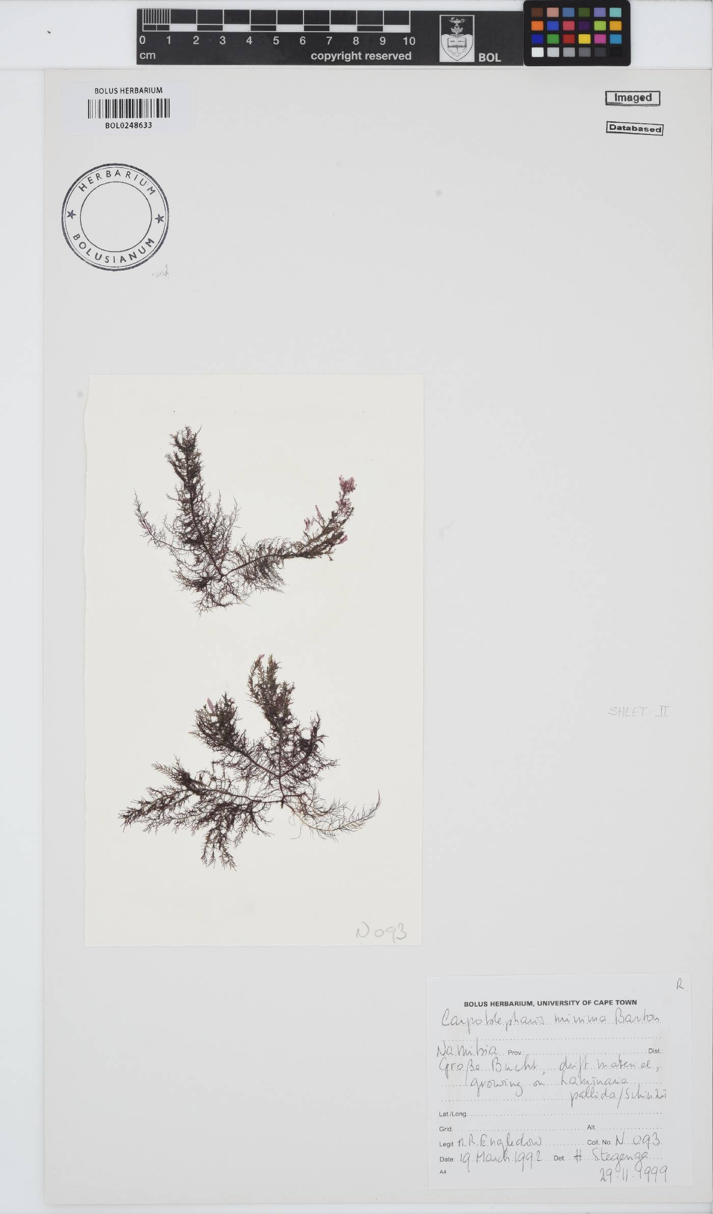 Carpoblepharis image