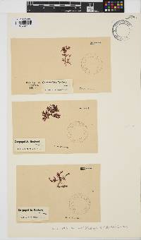 Yonagunia maillardii image