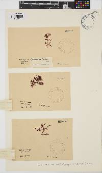Yonagunia maillardii image