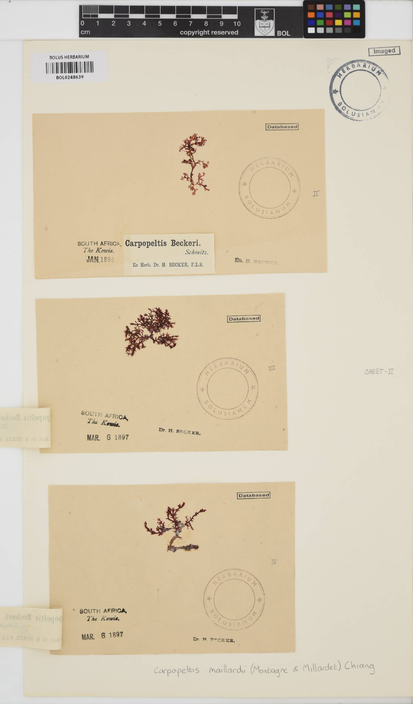 Yonagunia maillardii image