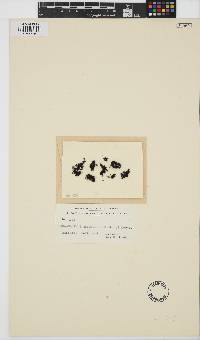 Caulacanthus ustulatus image