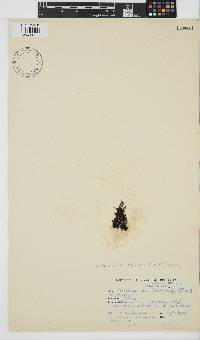 Caulacanthus ustulatus image