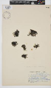 Caulacanthus ustulatus image