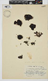 Caulacanthus ustulatus image