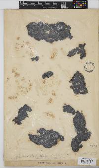 Caulacanthus ustulatus image