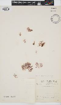 Ceramium atrorubescens image