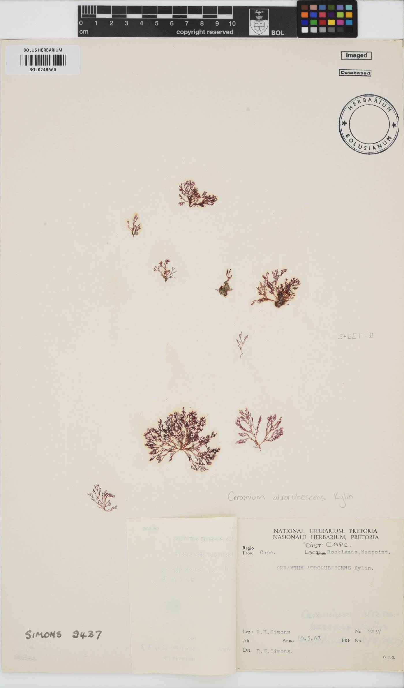 Ceramium atrorubescens image