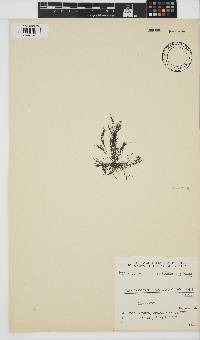 Centroceras clavulatum image